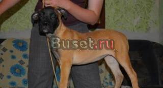 Симпатичные бульмастифчики Иркутск