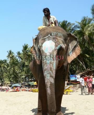 Впервые из Красноярска Индия (гоа) Красноярск