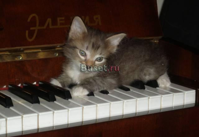 Отдам котенка 1.5 мес в хорошие руки Москва