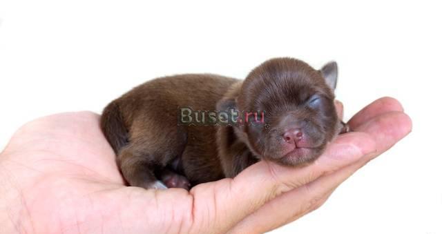 Щенки чихуа мальчики и девочки Москва