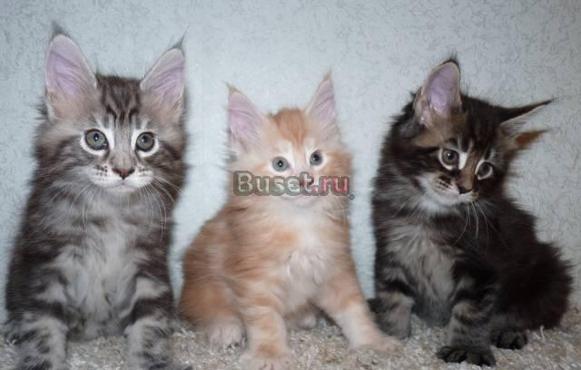 Котята мейн кун Москва
