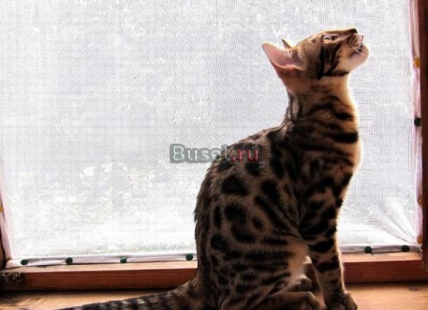 Бенгальский котенок (кошка) Москва