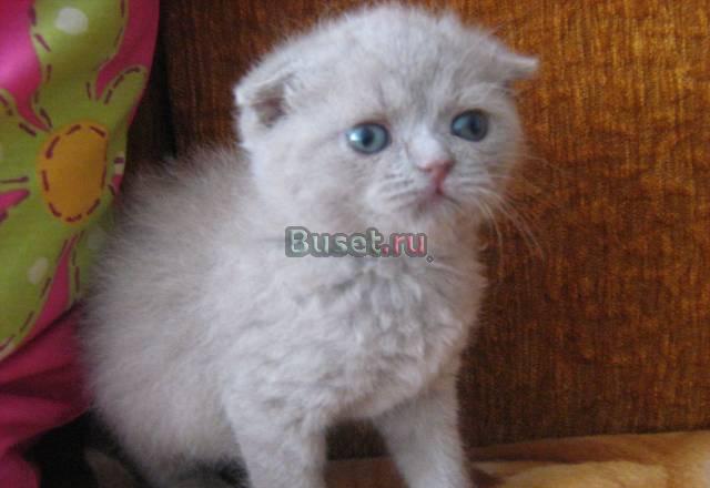 Продается шотландская  кошечка Оренбург
