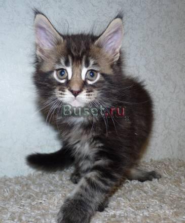 Котик Мейн кун Москва