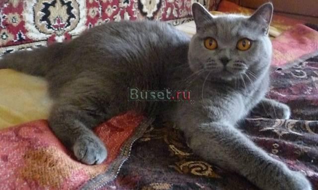 Британская голубая кошечка 2 года Санкт-Петербург