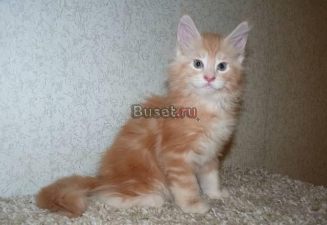Кошечка Мейн кун Москва