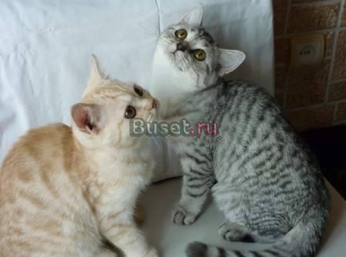 Британские котята, окрас вискас- лучший подарок Москва