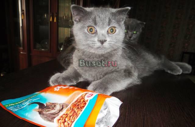 Веселый шотландский голубой котенок Санкт-Петербург