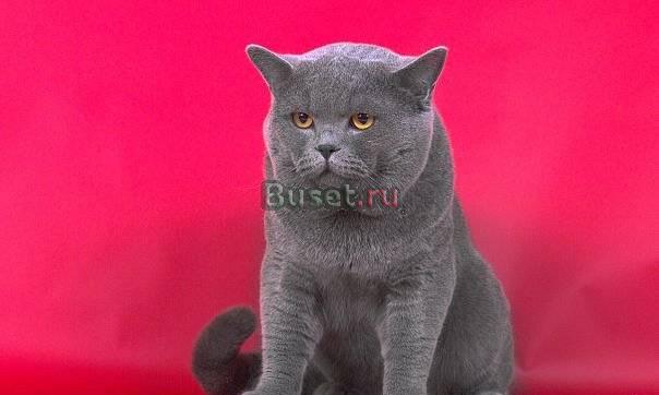 Британские котята Санкт-Петербург