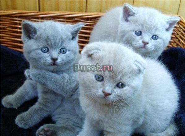 Выставка и продажа котят Москва