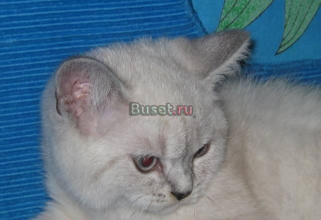 Британские  котята окраса колор-пойнт(сиамского) Санкт-Петербург