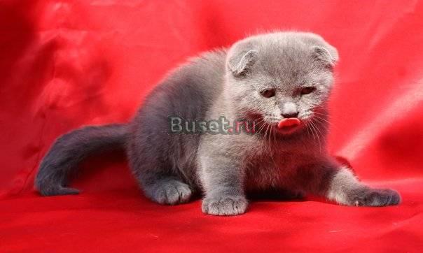 Скоттиш фолд котик Санкт-Петербург