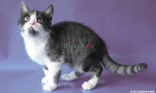 Шотландские котики Ульяновск