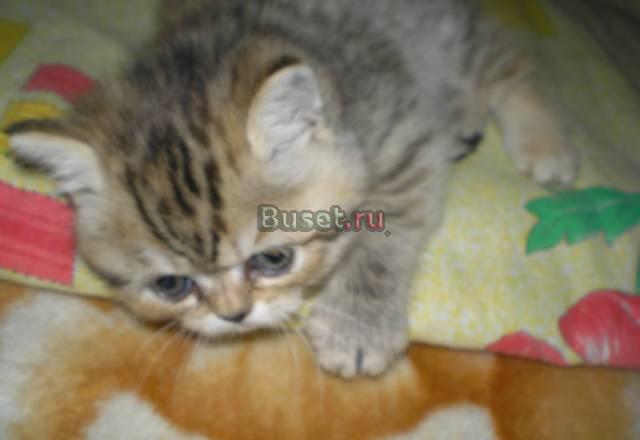 Британцы, окрас разный, возраст 1 мес Челябинск