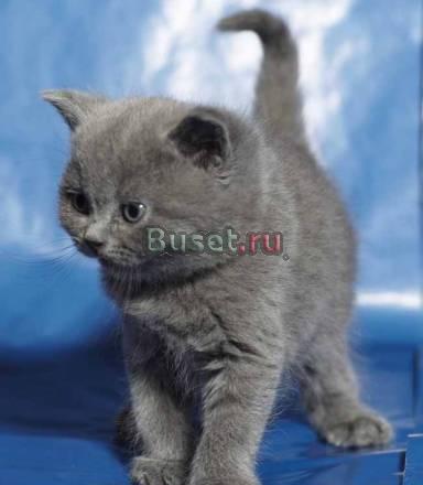 Приглашаем за котенком Москва