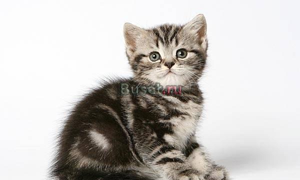 Британский котик. Чёрный мрамор на серебре Санкт-Петербург