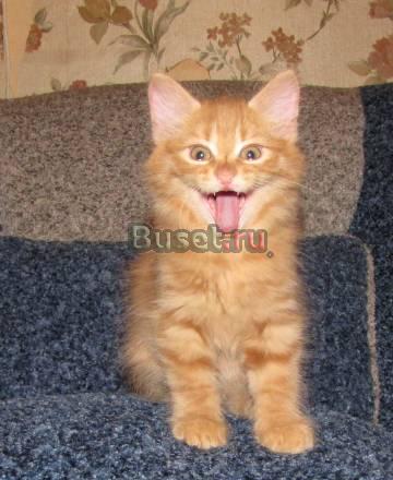 Котят породы курильский бобтейл Находка