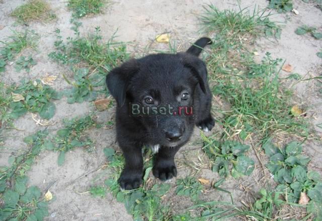 Продам щенка немецкой овчарки черного цвета Тюмень