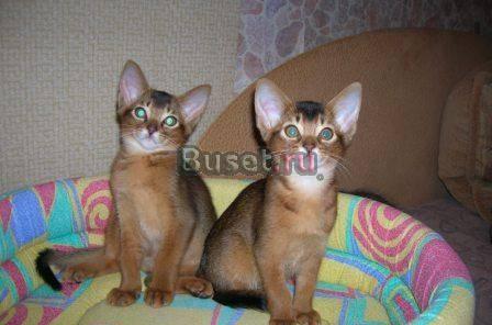 Абиссинские котята Москва