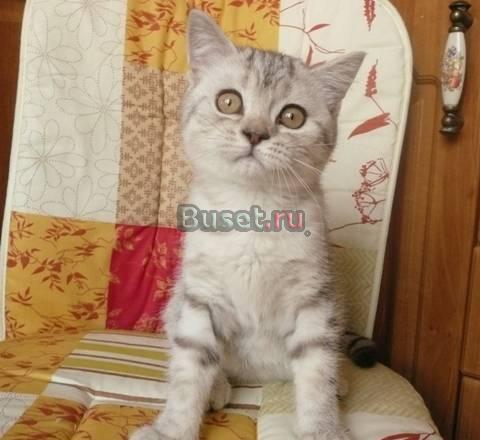 Шоколадное пятно на серебре, кошечка Санкт-Петербург