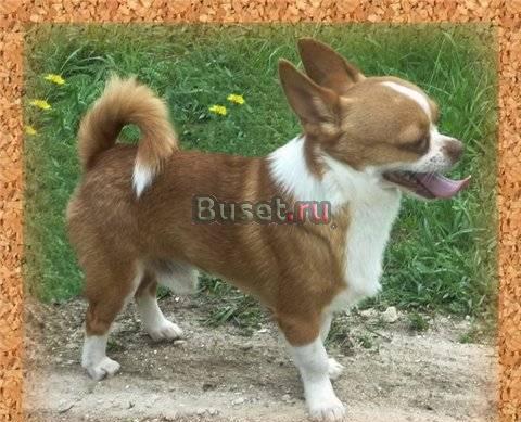 Чихуахуа кобели для вязки Москва