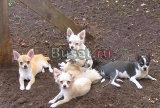 Чихуахуа щенки на природе-девочки светлые и мальчи Москва