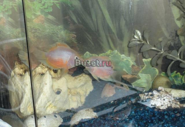 Аквариум с рыбками Казань