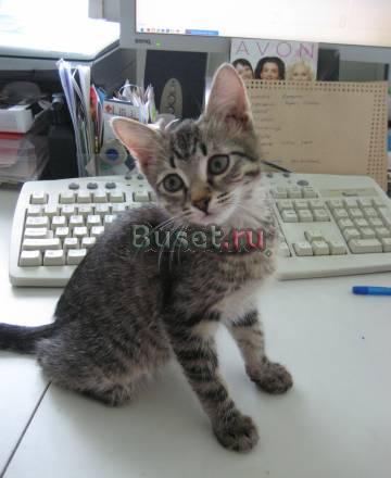 Отдам в заботливые руки котёнка Тольятти