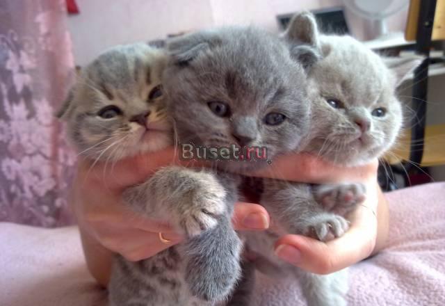 Шотландские вислоухие котята (фолд и страйт) Москва