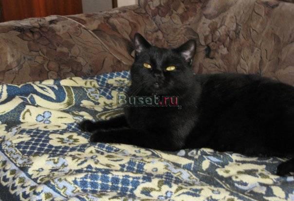 Продам Британских Котят Пермь