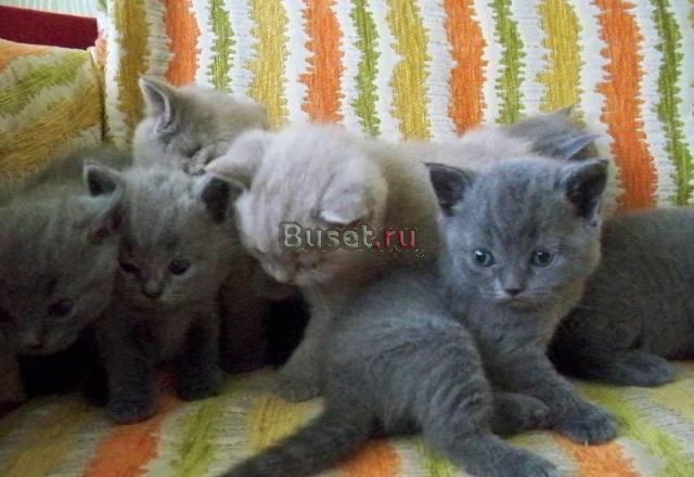 Продаю Краснодар