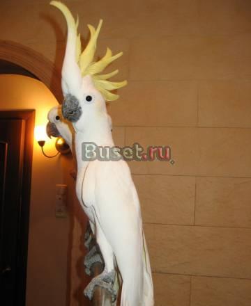 Желтохохлый какаду ручной Москва