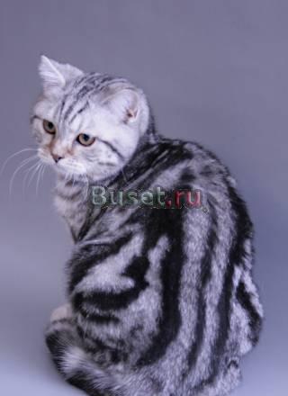 Британский котик черный мрамор на серебре Санкт-Петербург