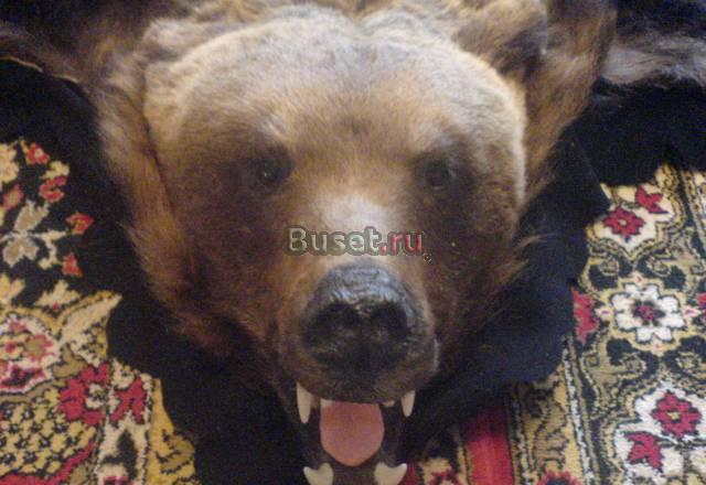 Продаю шкуру медведя Екатеринбург