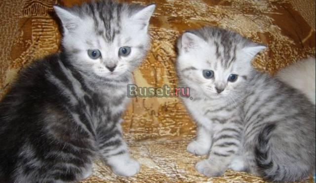 Полубританские красавцы котята Москва