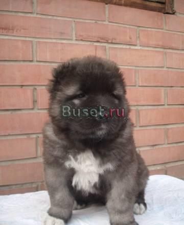 Щенки кавказской овчарки Красноярск