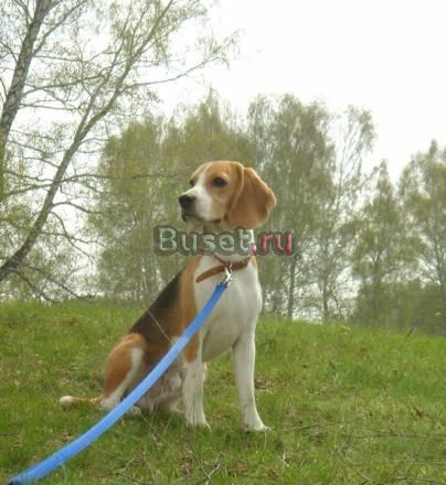 Щенки Бигля Новосибирск