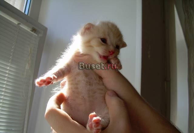 Британский котик красный серебристый тигровый Санкт-Петербург