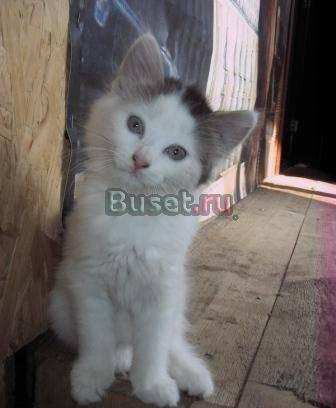 Отдам котят в добрые руки Санкт-Петербург
