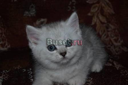 Британские котята Краснодар