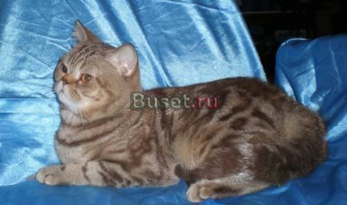 Британские, вислоухие кошки и кот Москва