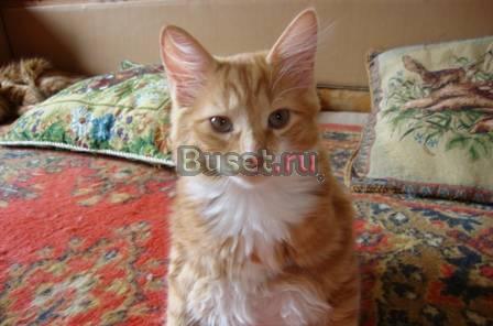 Курильские бобтейлы Москва