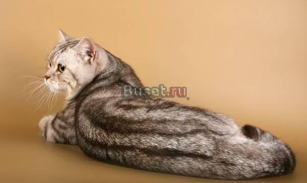 Британский кот приглашает на вязку Санкт-Петербург