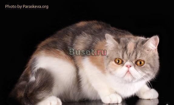Кошка экзотическая, интерчемпион Санкт-Петербург
