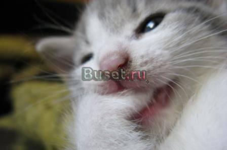 Отдам бесплатно котенка 1,5 мес Санкт-Петербург