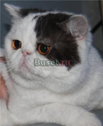 Коты  персы и экзоты Москва