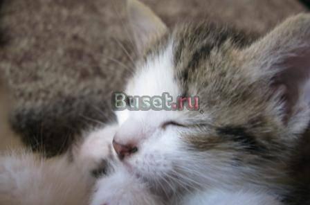 Подарю котенка Отдам бесплатно котят 1,5 месяцев Санкт-Петербург