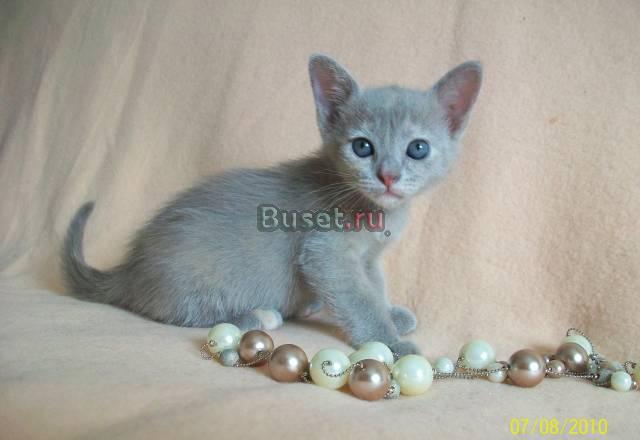 Котята породы бурма для замечательных хозяев Москва