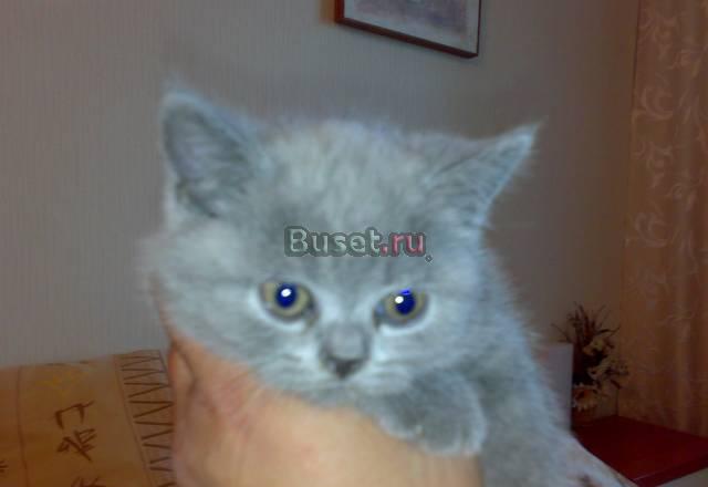 Британская кошечка Калининград