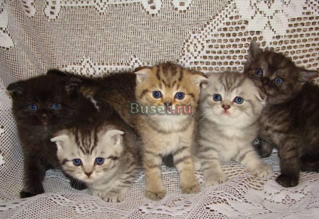 Большой выбор Британских и Шотландских котят Чехов